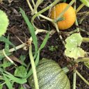 pumpkins on vine