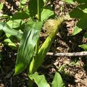 picture of dried corn on stalk