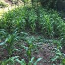 corn growing in rows