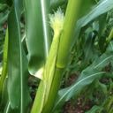 corn silk emerging