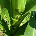 corn borers damage