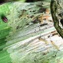 worms consuming corn leaf