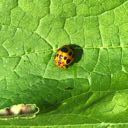 lady squash beetle