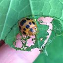 lady squash beetle