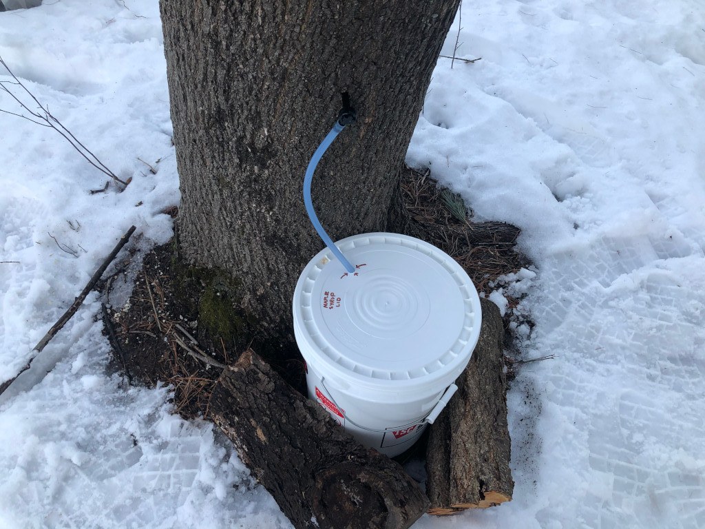 Tap setup on maple tree