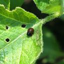 colorado potato beetle larvae