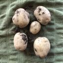 potato harvest