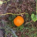 picture of orange pumpkin