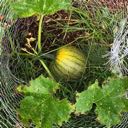 picture of green pumpkin in high grass