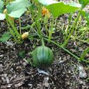 picture of green pumpkin