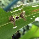 saddleback caterpillar