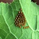 squash bug eggs