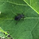 squash bug