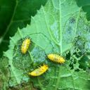 lady squash beetle larvae