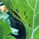 squash bug larvae