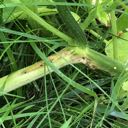 vine borer damage