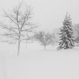 Whiteout